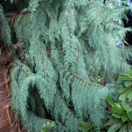 Cupressus cashmeriana ‘Blue Cascade’ – Blue Cascade Cypress
