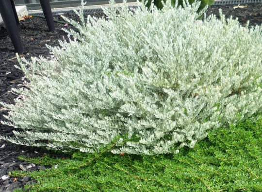 Eremophila Nivea (Silver Ball)