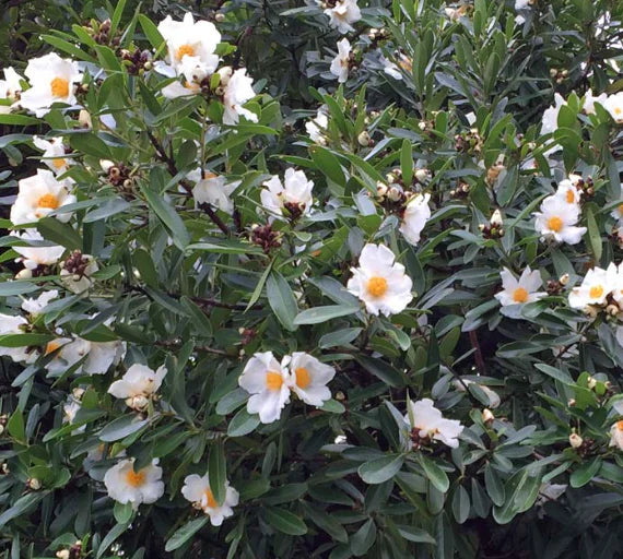Gordonia Axillaris (Fried Egg Plant)