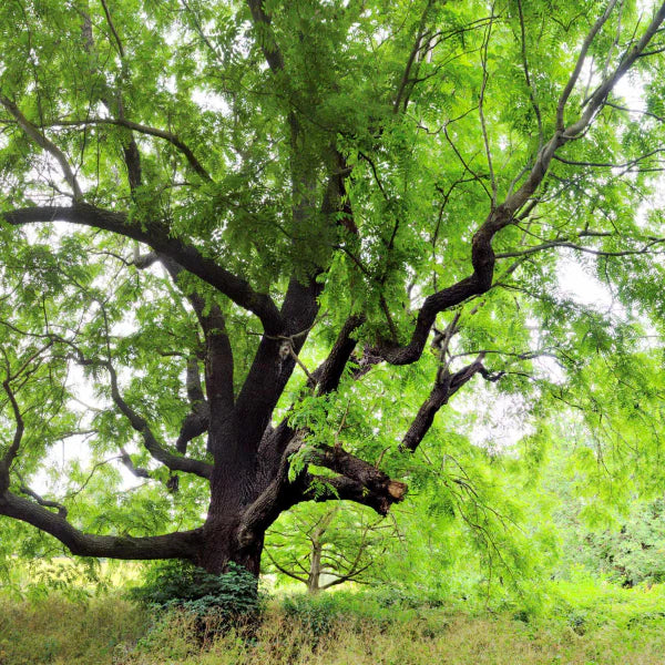 Juglans Nigra (Black Walnut)