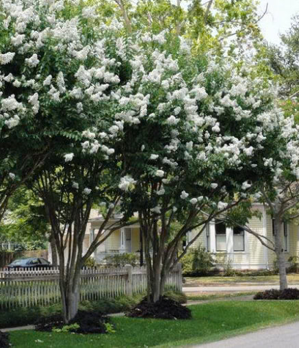 mature Lagerstroemia indica 'Natchez' trees in a park, showcasing their stunning white blossoms.