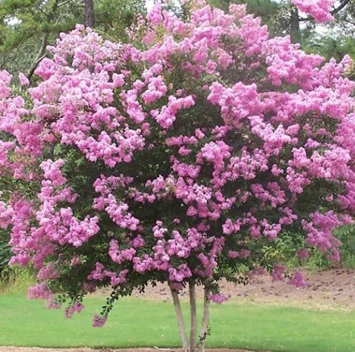 Lagerstroemia Indica ‘Sioux’ (Crepe Myrtle ‘Sioux’)