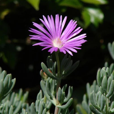 Mesembryanthemum spp. Violet (Violet Pig Face)