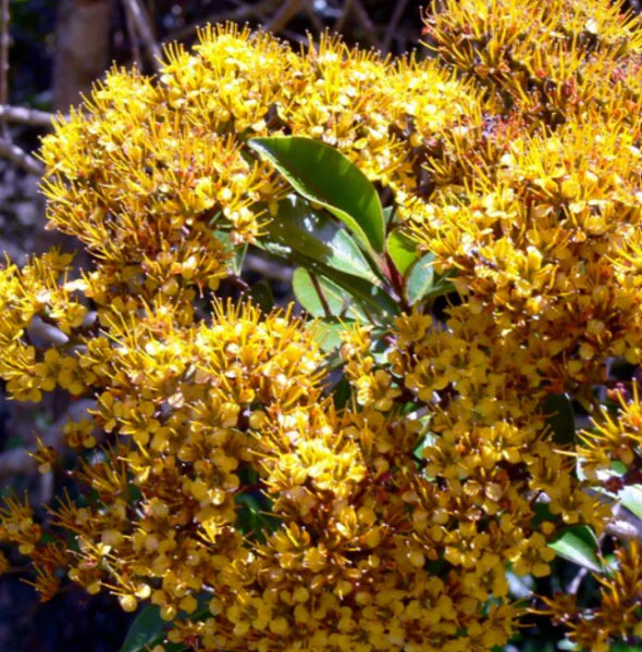 Metrosideros Queenslandica (Queensland Golden Myrtle)