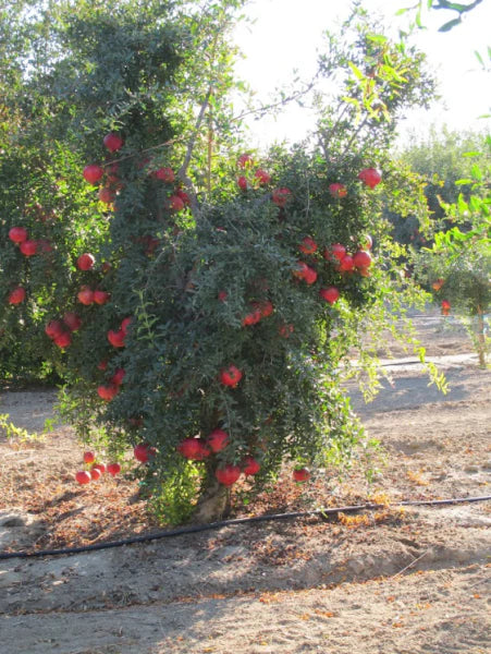Punica Granatum (Pomegranate Elche)