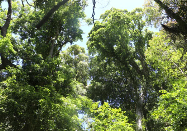 Toona Ciliata (Australian Red Cedar)