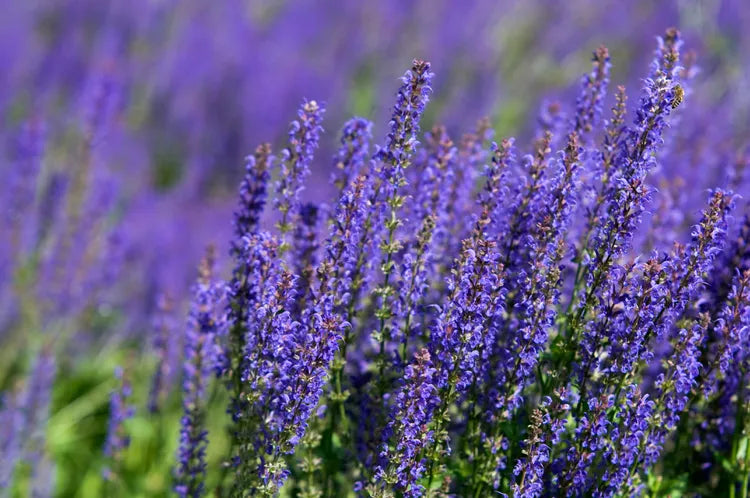 Salvia ‘Blue Knight’ – Meadow Sage