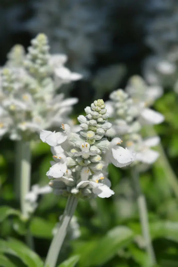 Salvia Farinacea 'Victoria White' (Victoria White Mealycup Sage)