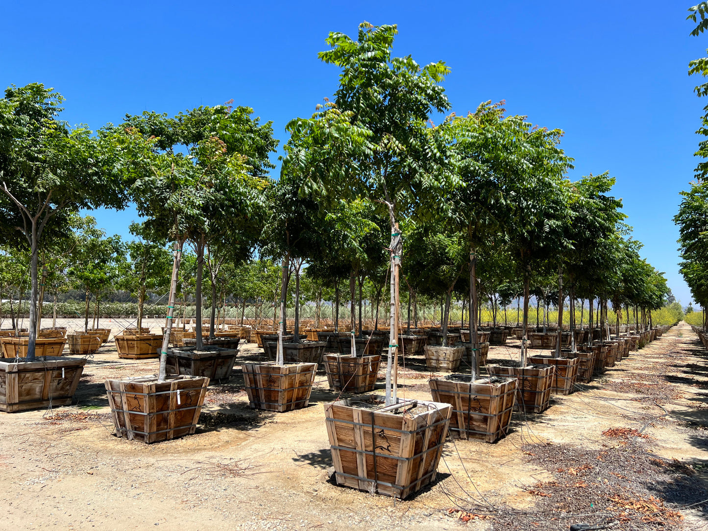 Koelreuteria bipinnata (Chinese Flame Tree)