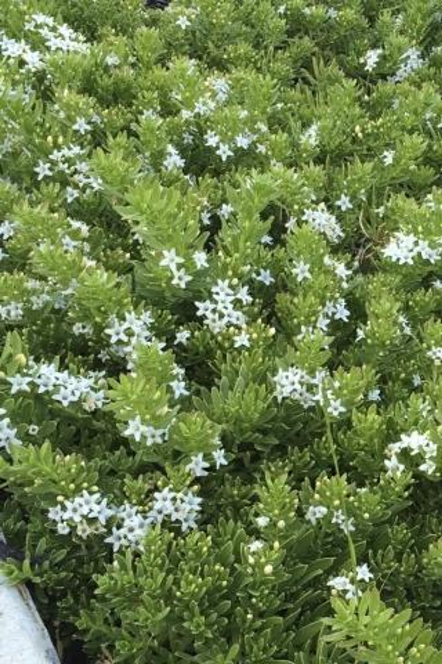 Myoporum parvifolium (Creeping Boobialla)