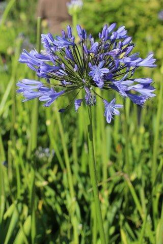 Agapanthus africanus (Blue Lily of the Nile)