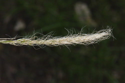 Dichelachne Crinita (Long Hair Plume Grass)