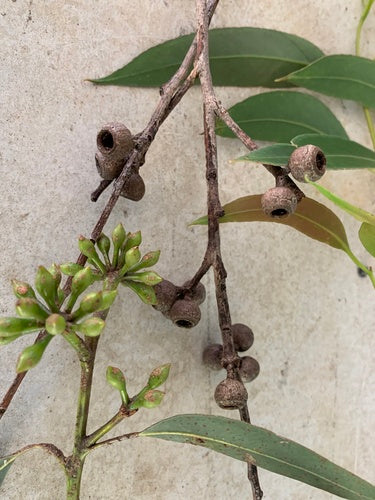 Eucalyptus pilularis (Blackbutt)