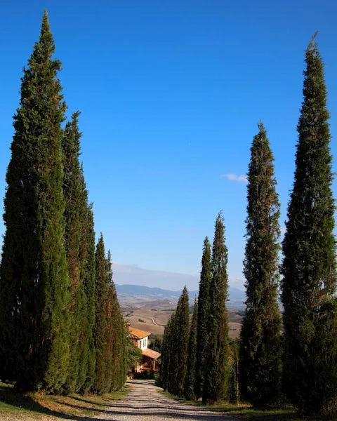 Cupressus sempervirens Stricta (Italian Cypress Stricta )