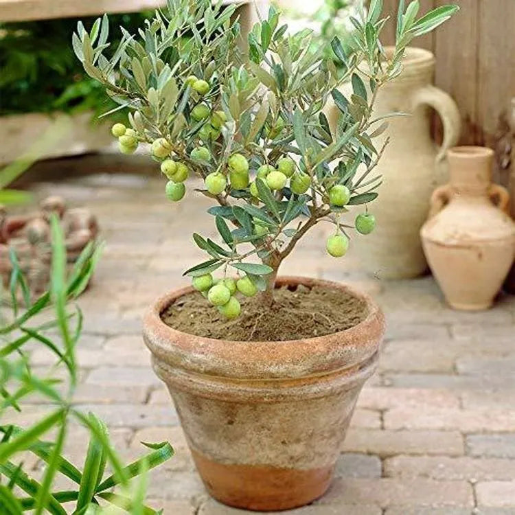 Olea europaea ‘Garden Harvest’ (Dwarf Olive Tree)