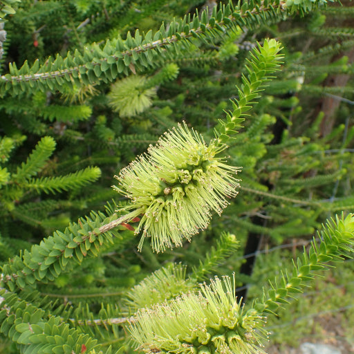 Melaleuca diosmifolia (Green Honey-myrtle)