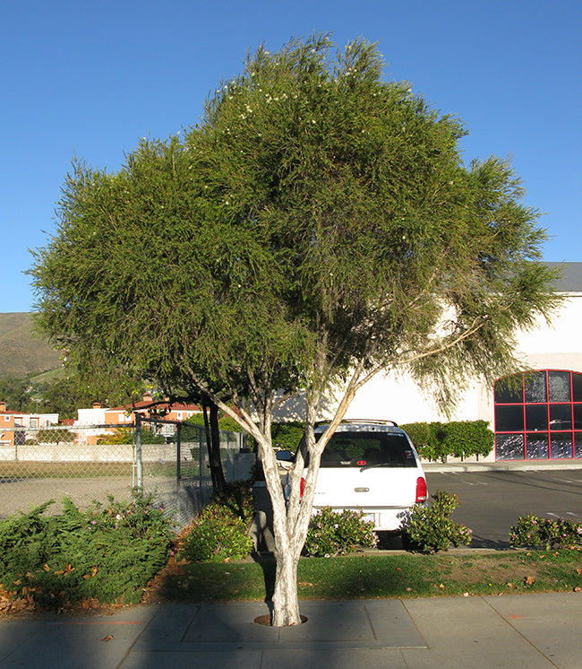 Melaleuca Ericifolia