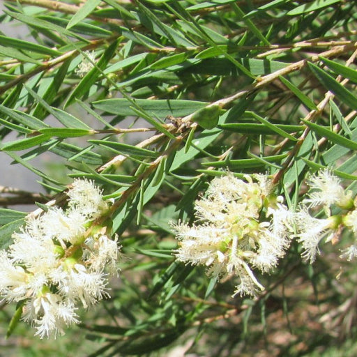 Melaleuca linariifolia (Snow in Summer)