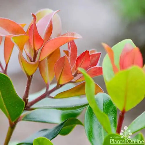 Metrosideros Collina ‘Little Ewan’ (Dwarf New Zealand Christmas Bush)