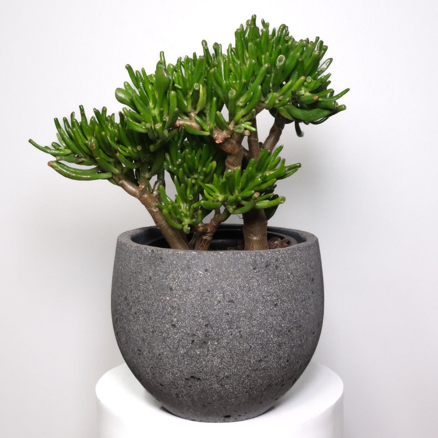 Crassula Ovata 'Gollum' (Jade Plant)