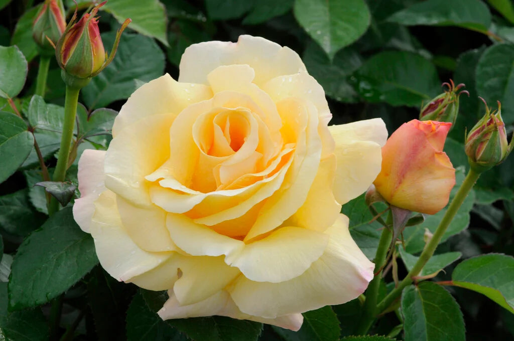 Rosa 'Glorious' (Glorious Hybrid Tea Rose)