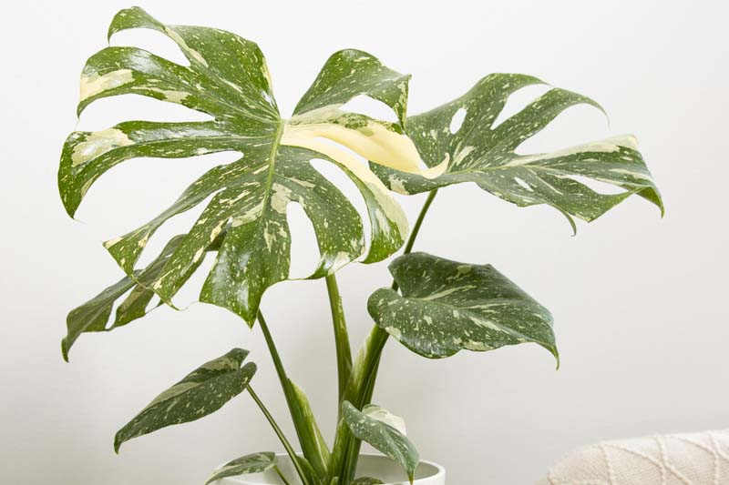Monstera Deliciosa Variegata Thai Constellation