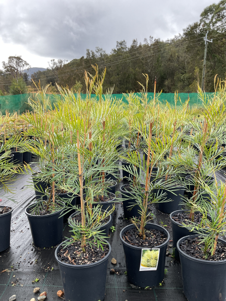 Grevillea 'Moonlight'