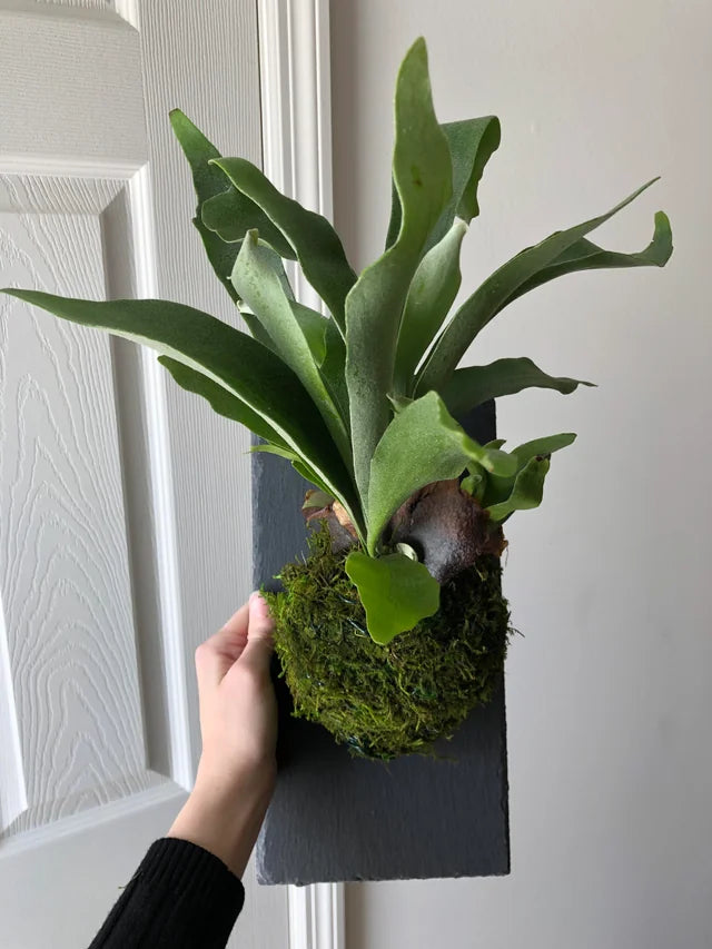 Platycerium Superbum 'S7' (Staghorn Fern)