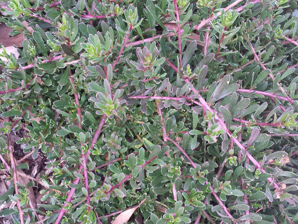 Myoporum Parvifolium Purpurea
