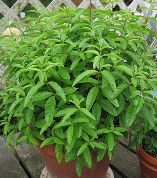 Aloysia Citrodora (Lemon Verbena Tea)