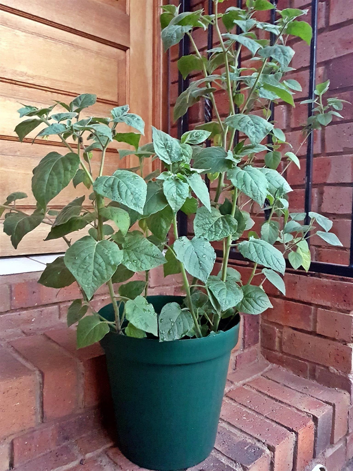 Physalis Peruviana 'Golden Nugget' (Golden Nugget Cape Gooseberry)