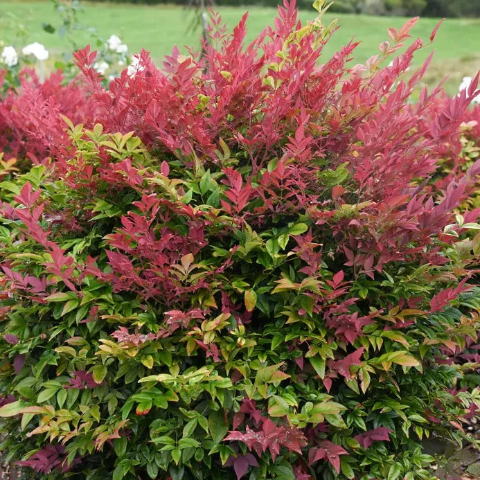 Nandina domestica 'Seika' (Obsession Nandina)