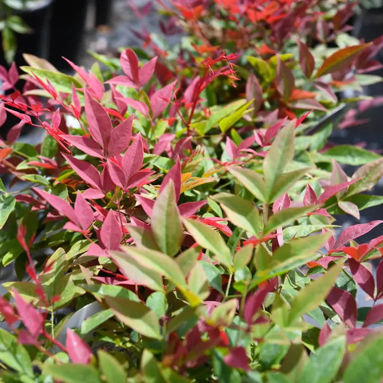 Nandina domestica 'Seika' (Obsession Nandina)