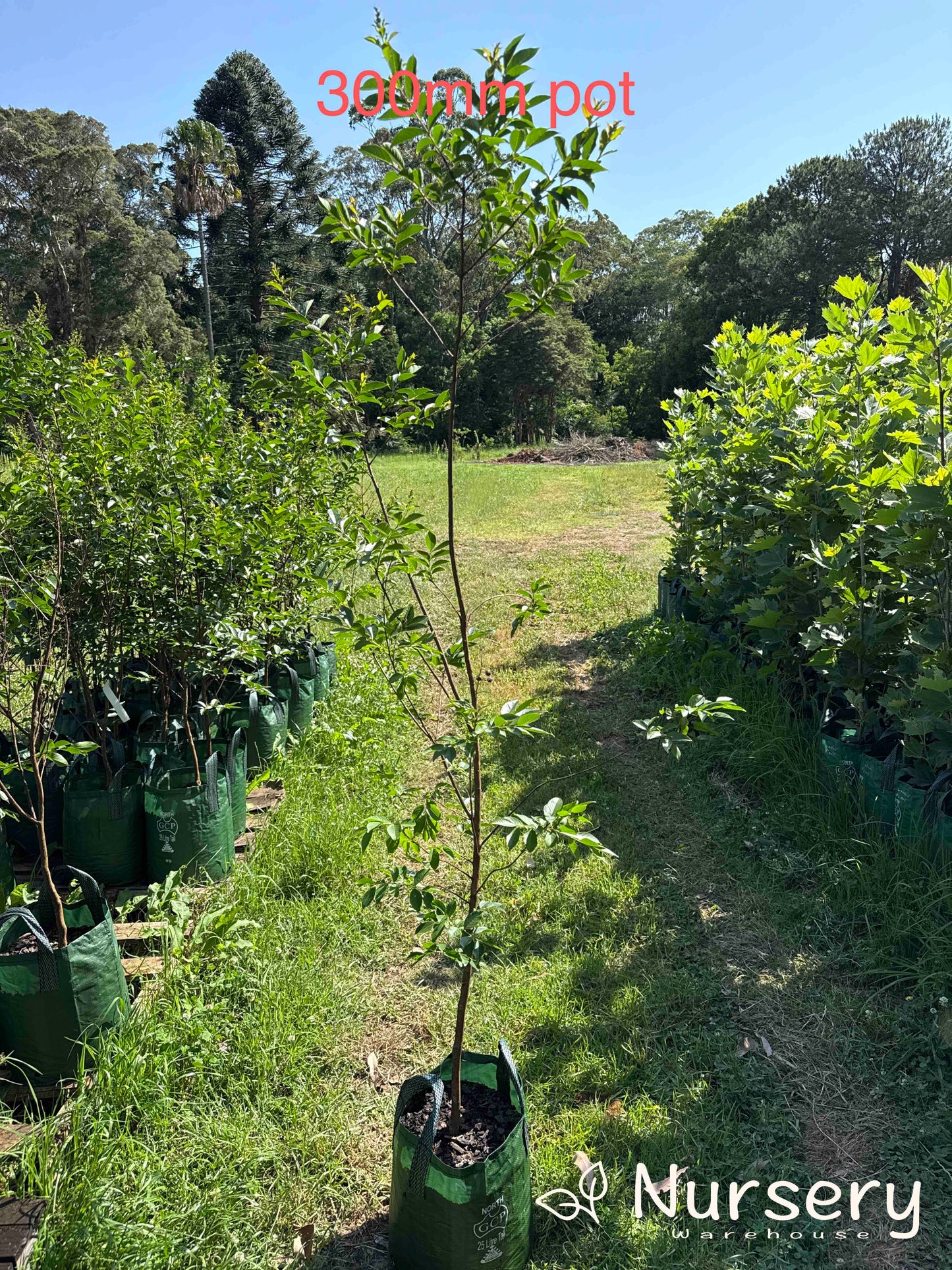 Lagerstroemia Natchez (Crepe Myrtle)