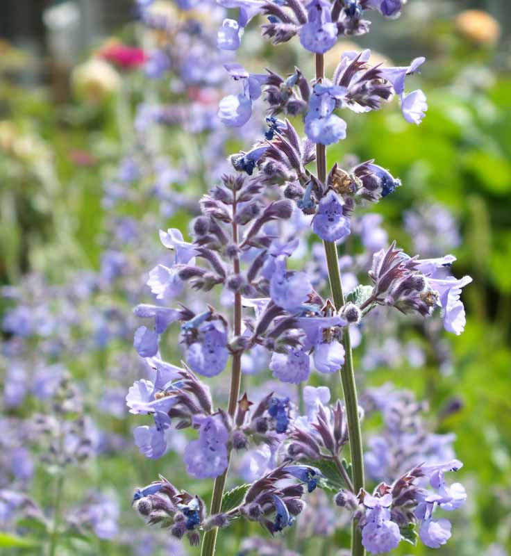 Nepeta × Faassenii ‘6 Hills Giant’ (Giant Catmint)