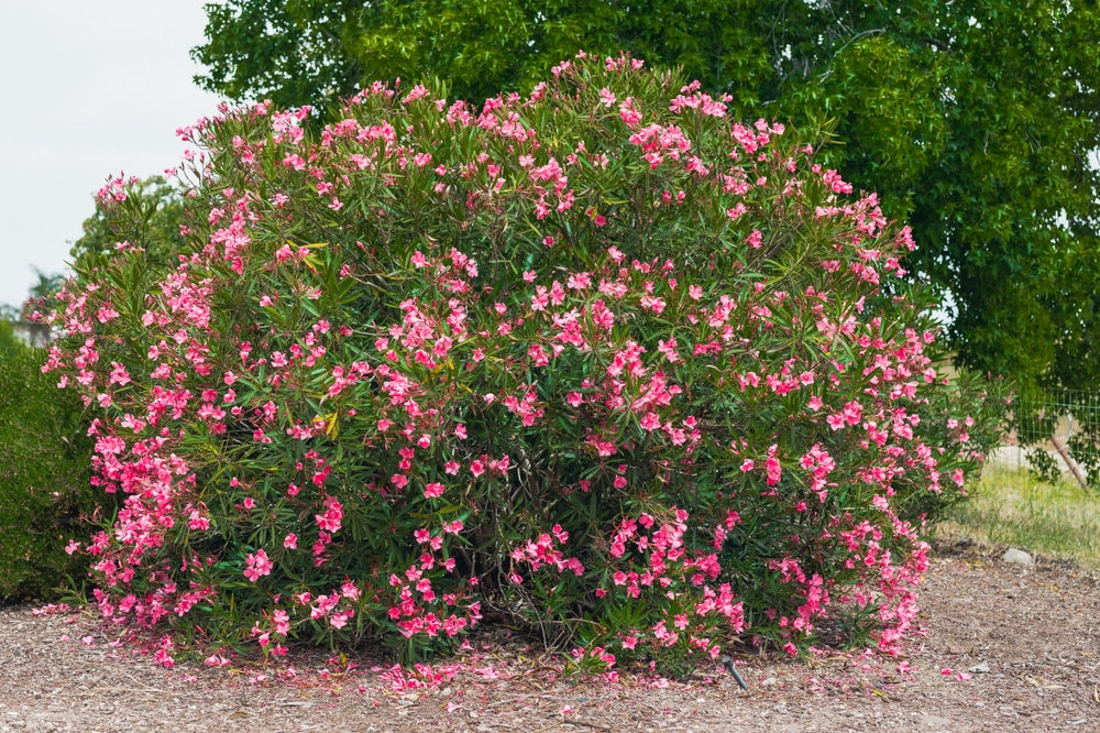 Nerium Oleander (Double Pink Oleander)