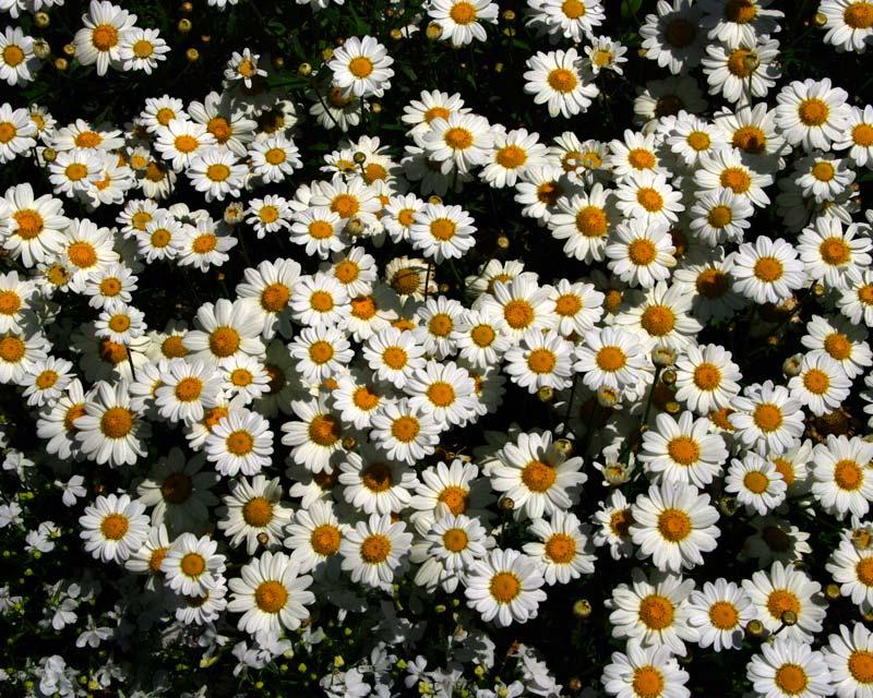 Argyranthemum Frutescens (Marguerite Daisy)