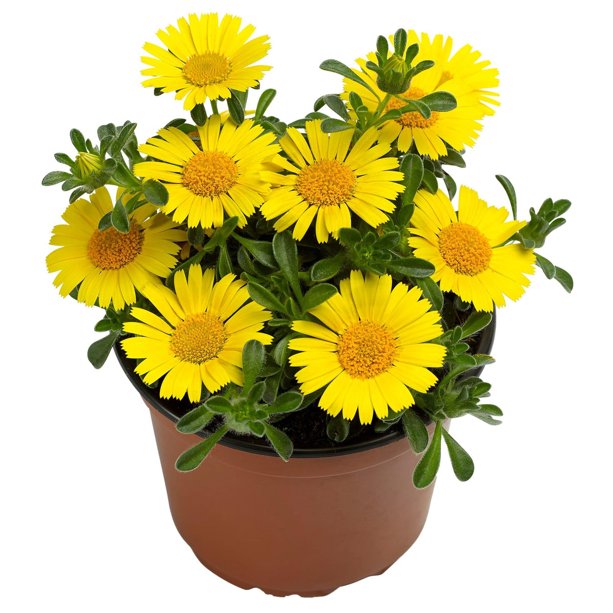 Asteriscus ‘Sunshine’ (Gold Coin)