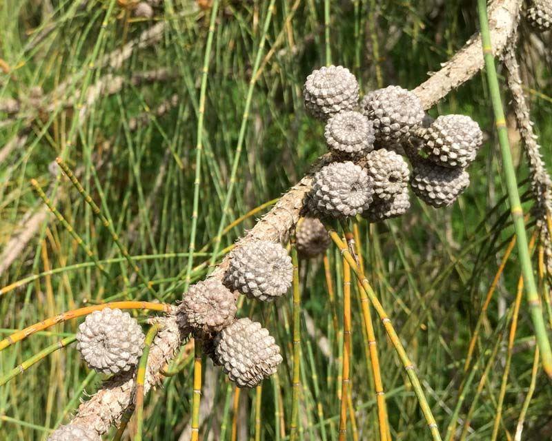 Allocasuarina Littoralis (Black Sheoak)