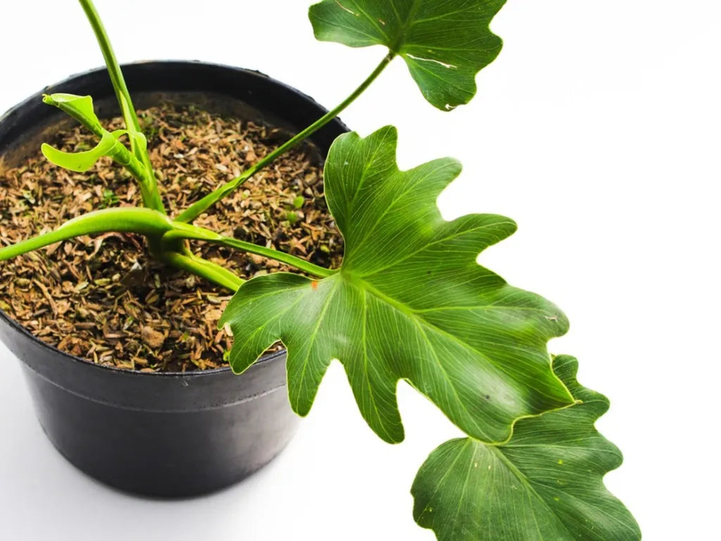 Philodendron Hope