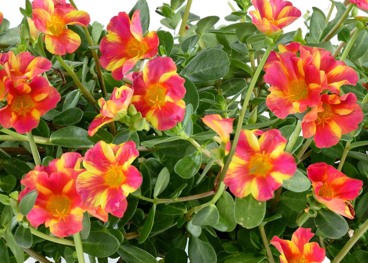 Portulaca oleracea ‘Pazzaz™ Pink Twist’ (Pink Twist Purslane)