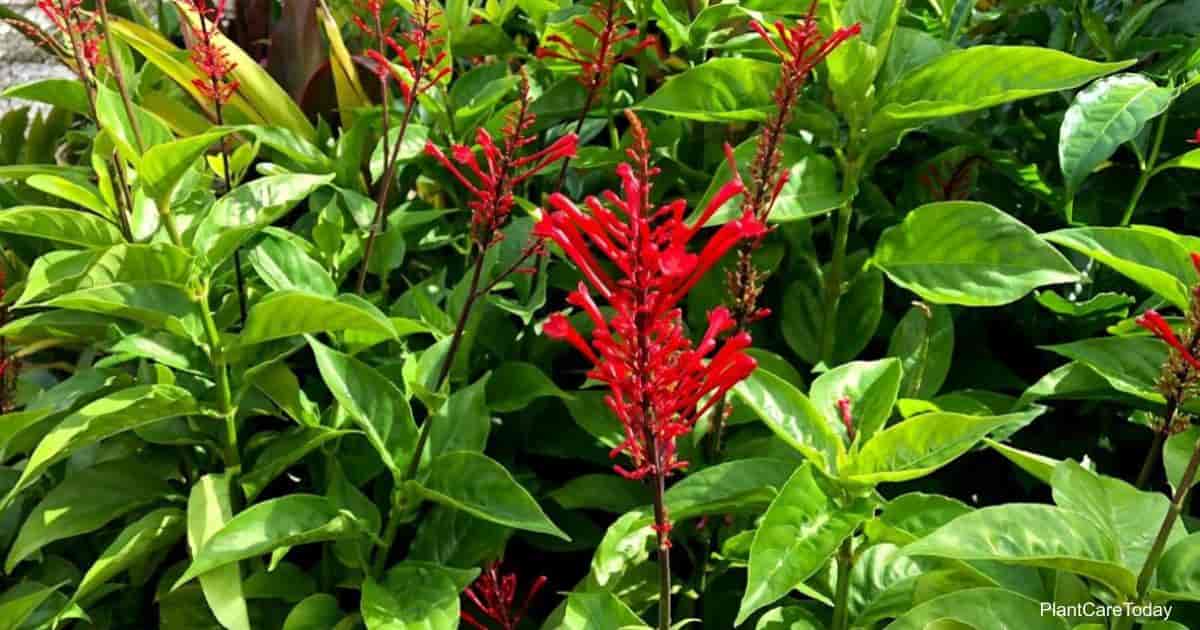 Odontonema strictum (Firespike)