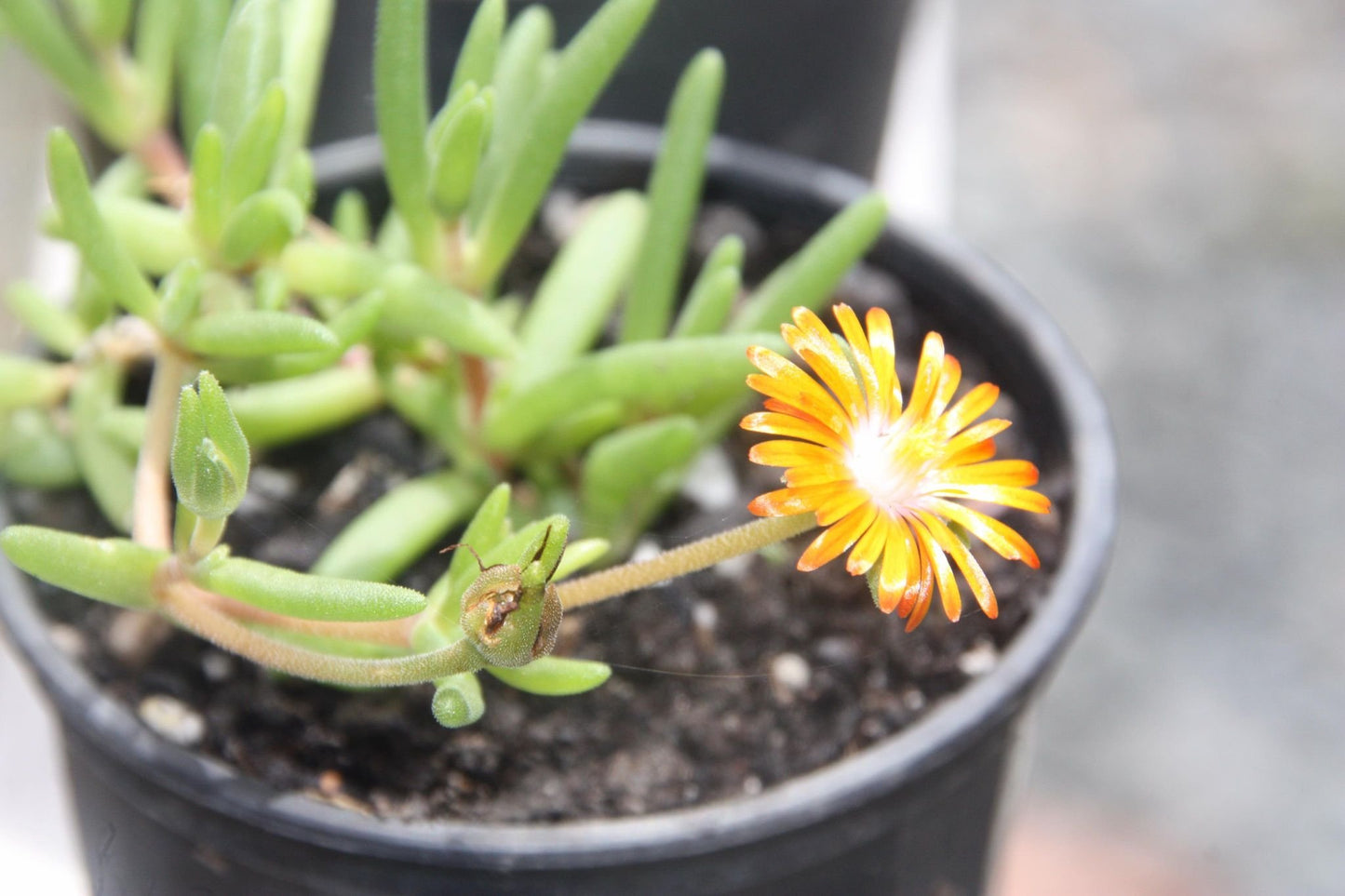 Carpobrotus Glaucescens (Pigface Pink)