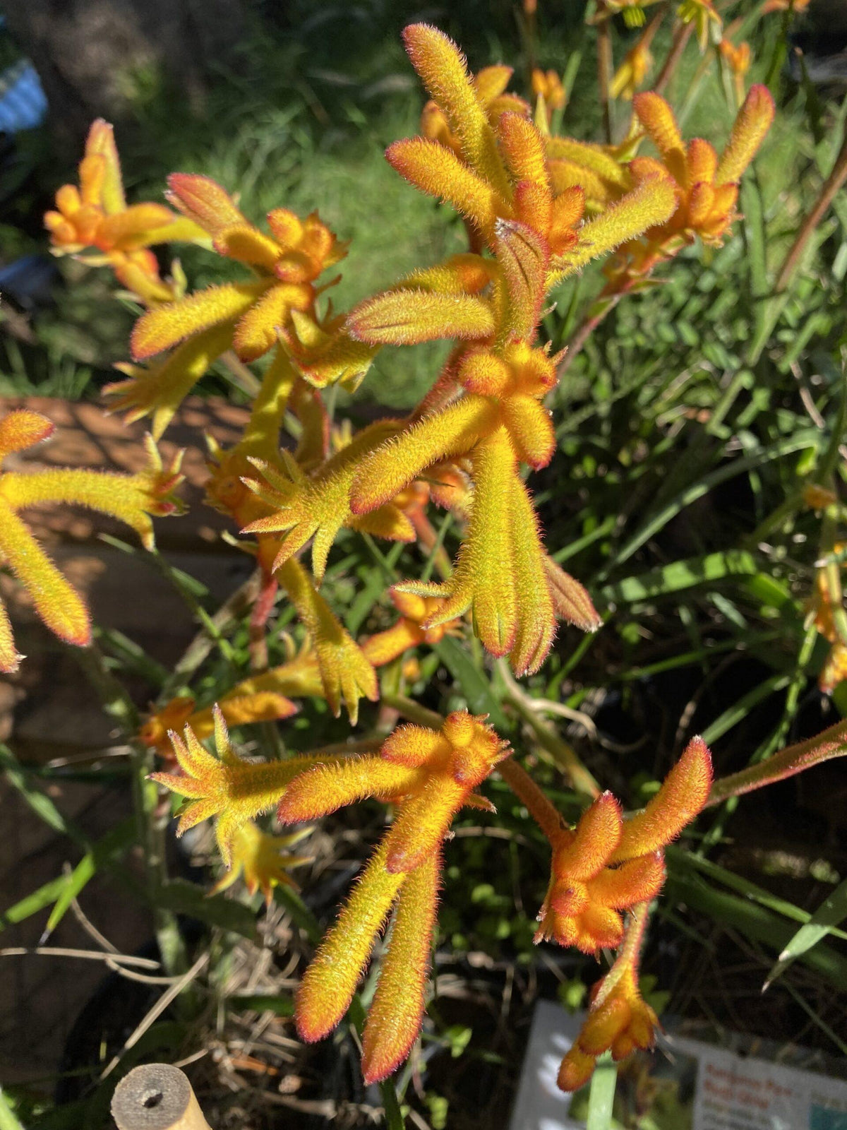 Anigozanthos Flavidus (Kangaroo Paw Glow)