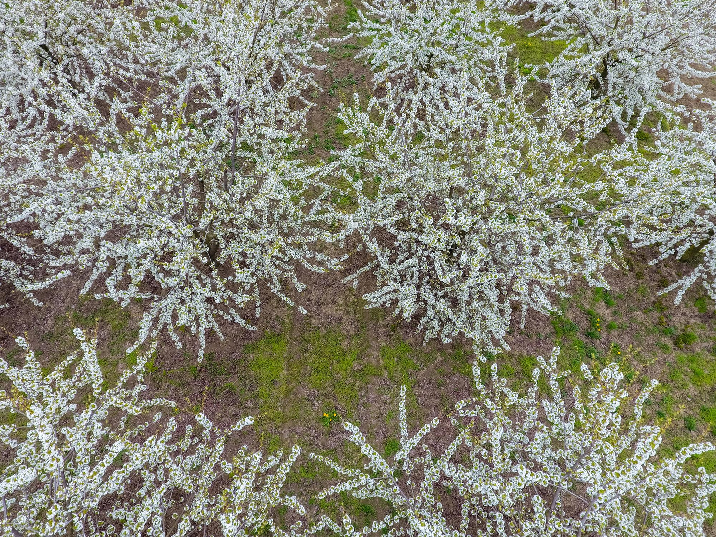 Prunus Avium ‘Lapins’ (Lapins Cherry)