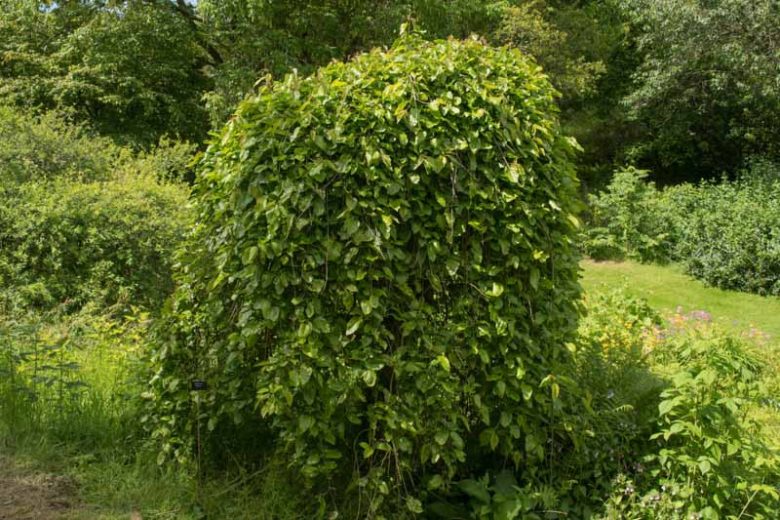 Morus Alba 'Pendula' (Weeping Mulberry)