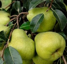 Pyrus Communis (Pear Packham’s Triumph)