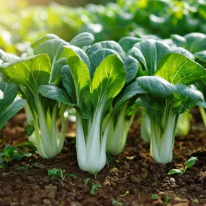 Brassica Rapa subsp. Chinensis (White Stem Pak Choi)