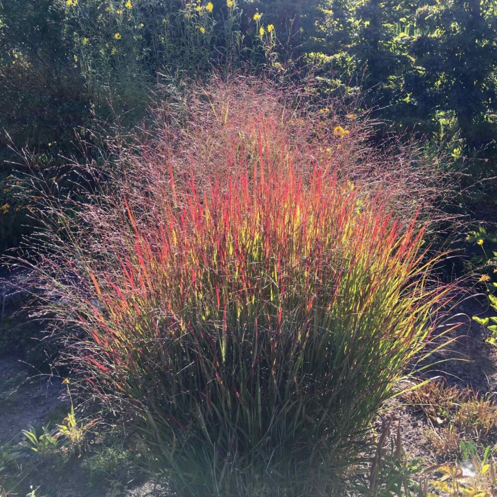 Panicum Virgatum Autumn Glory (Switchgrass Autumn Glory)