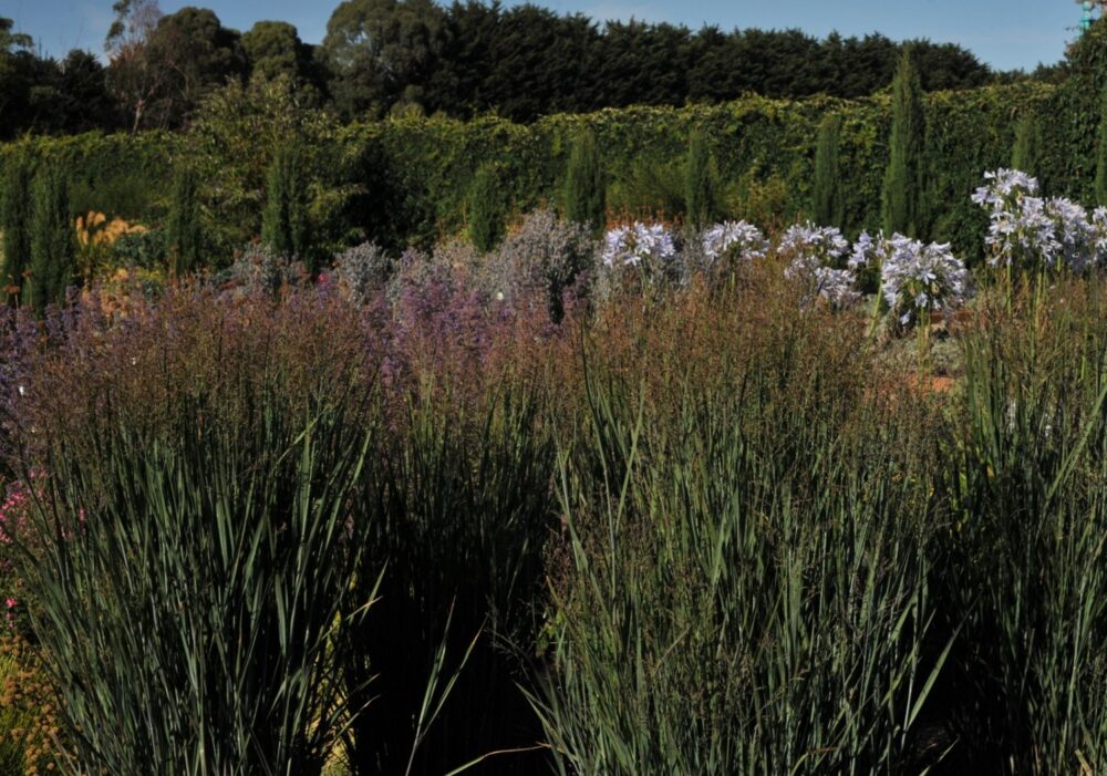 Panicum ‘Heavy Metal’ (Heavy Metal Panic Grass)